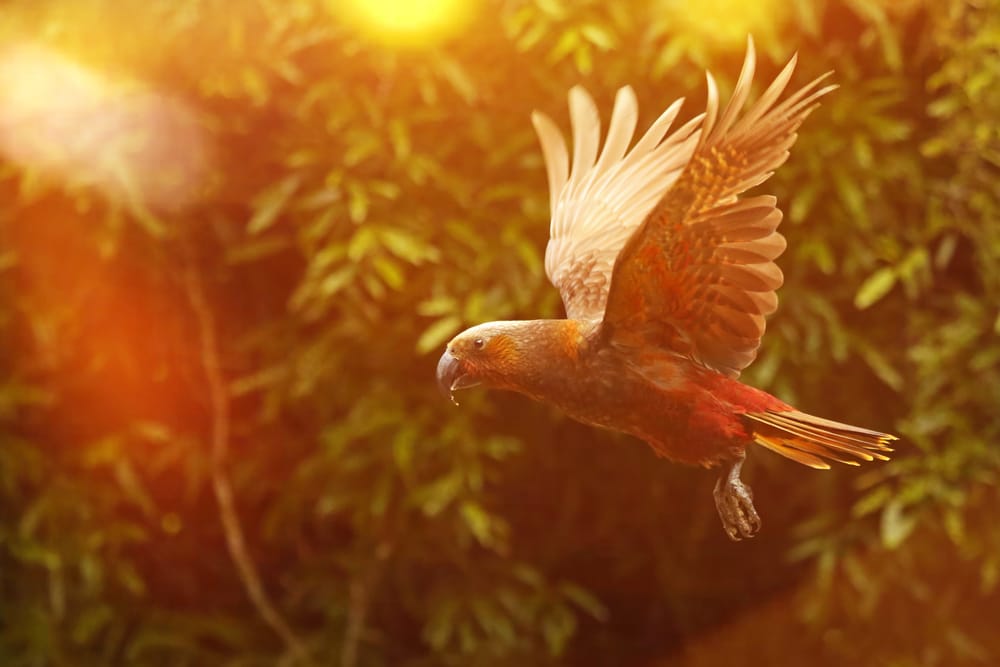 Through the lens: capturing birds at their best post image