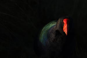Capturing the wild post image