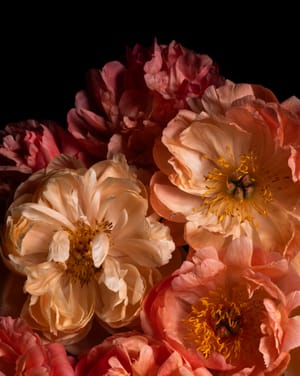 Where flowers speak post image