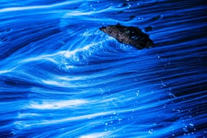 When the natural world comes alive post image