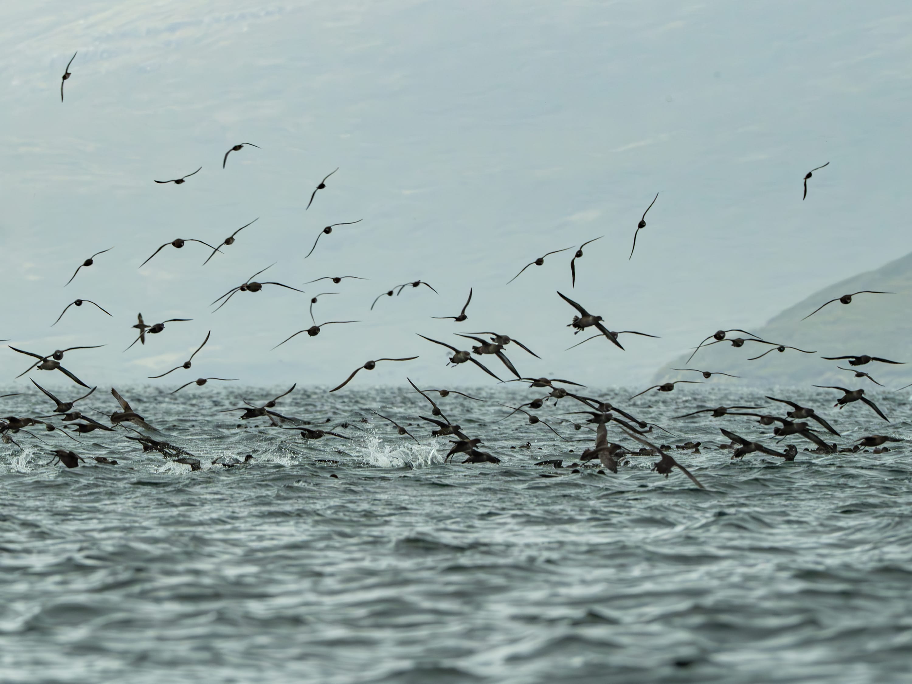 Exploring the pristine wilderness of the Auckland Islands