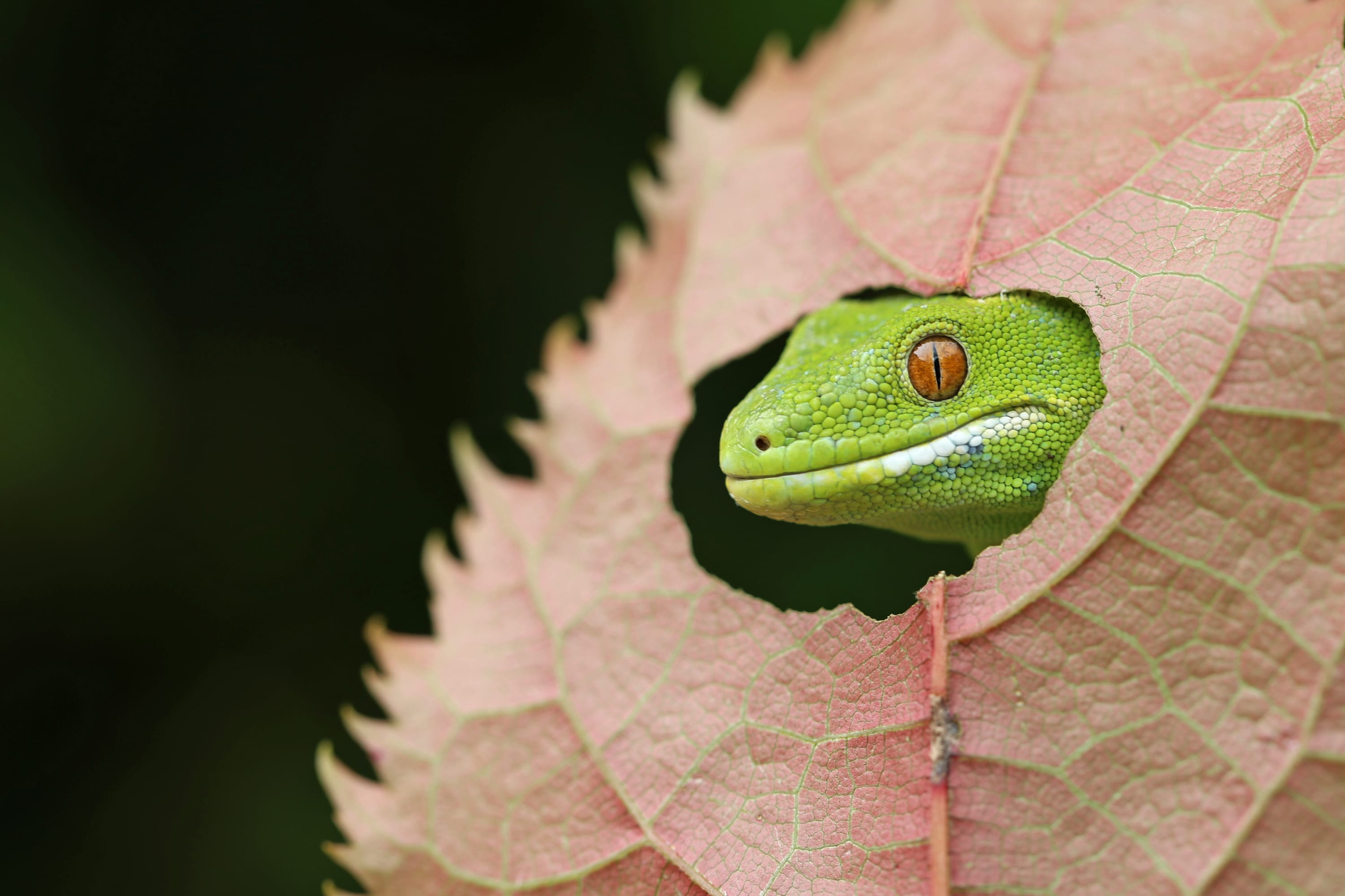 Protecting nature through photography